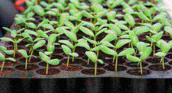 how to grow seedlings at home