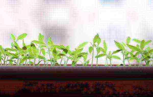 how to grow seedlings at home