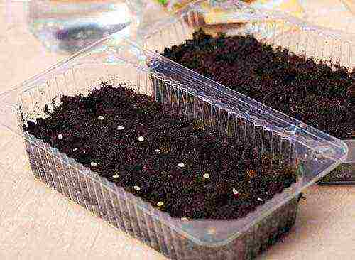 how to grow seedlings at home