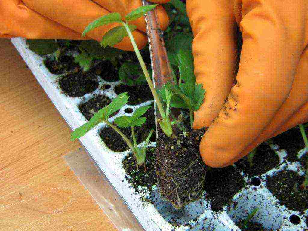 how to grow Victoria seedlings at home