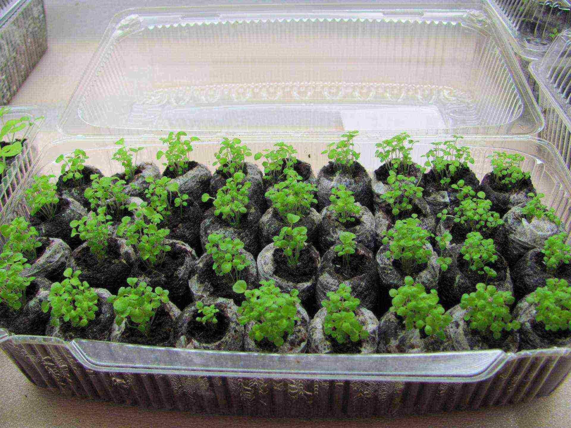 how to grow Victoria seedlings at home