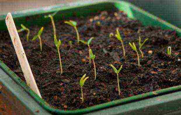 how to grow Victoria seedlings at home