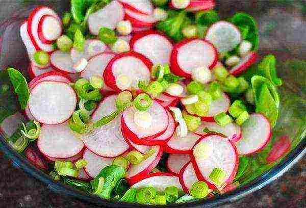 how to grow radishes in winter at home