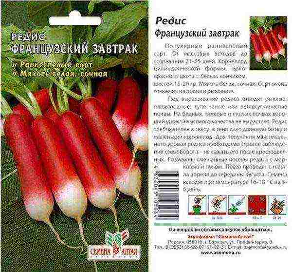 how to grow radishes at home