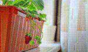 how to grow remontant strawberries on a windowsill