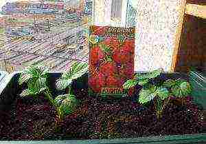 how to grow remontant strawberries on a windowsill