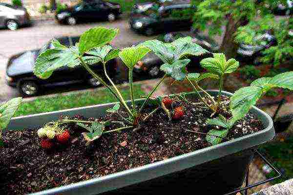 how to grow remontant strawberries on a windowsill