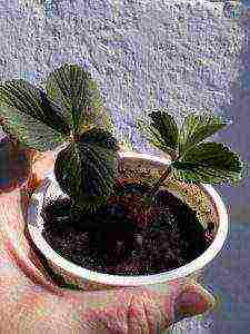 how to grow remontant strawberries on a windowsill