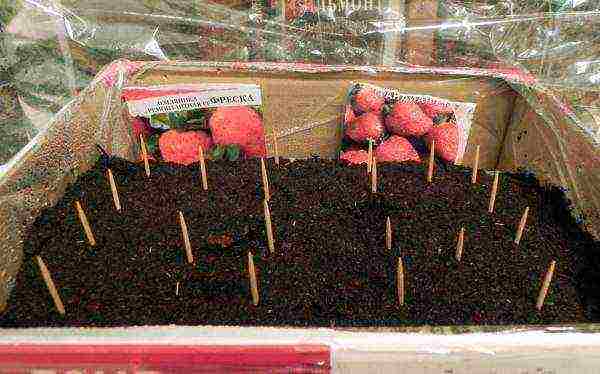 how to grow remontant strawberries on a windowsill