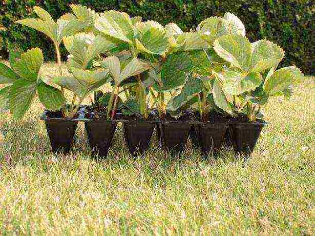 how to grow remontant strawberries on a windowsill