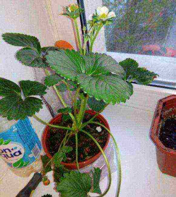 how to grow remontant strawberries on a windowsill