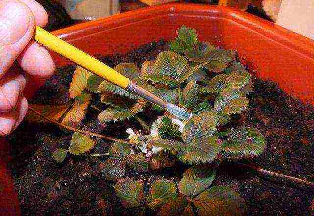 how to grow remontant strawberries on a windowsill