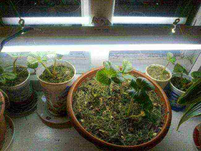 how to grow remontant strawberries on a windowsill