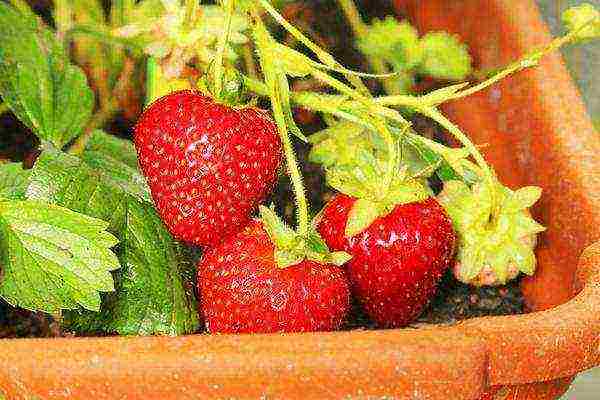 how to grow remontant strawberries on a windowsill