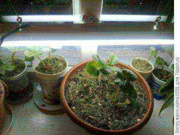 how to grow remontant strawberries on a windowsill