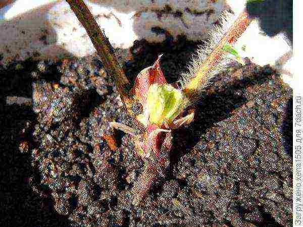 how to grow remontant strawberries on a windowsill