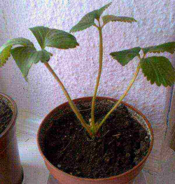 how to grow remontant strawberries on a windowsill