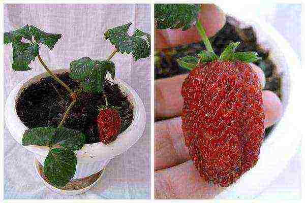 how to grow remontant strawberries on a windowsill