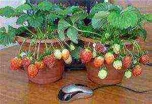 how to grow potted strawberries at home