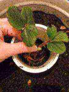 how to grow potted strawberries at home