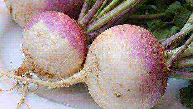how to grow turnips at home
