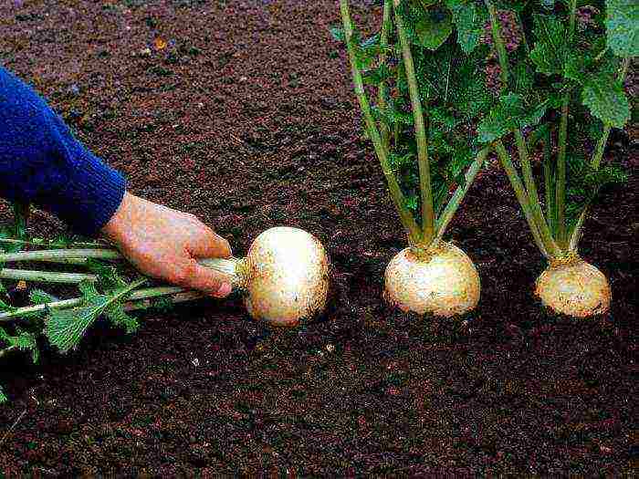 how to grow turnips at home