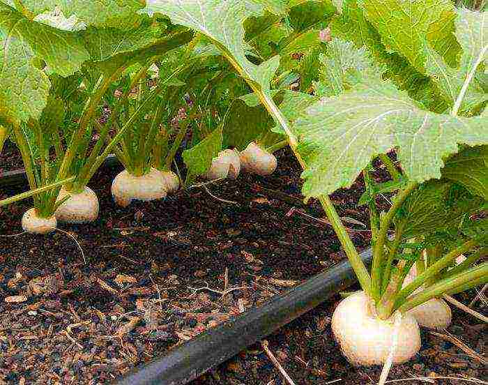 how to grow turnips at home