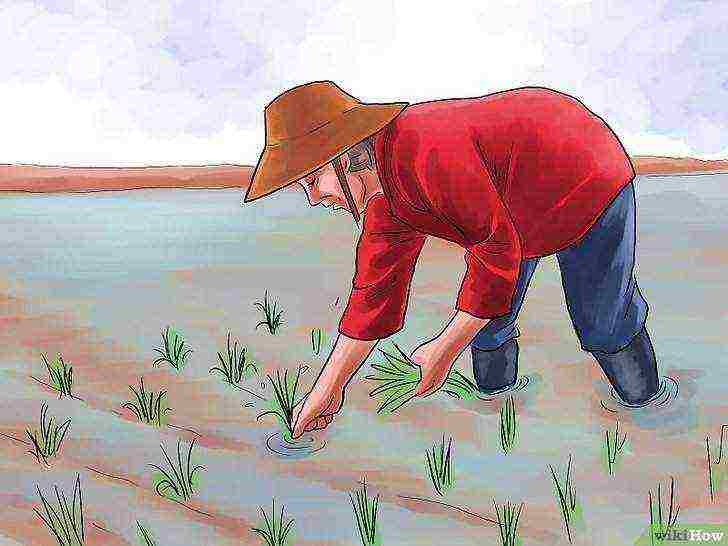 how to grow rice at home