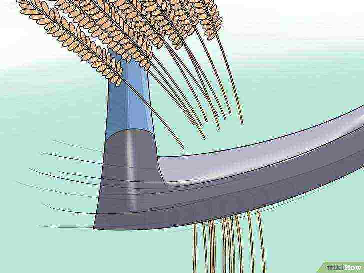 how to grow rice at home