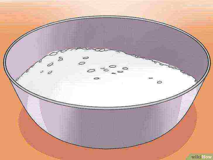 how to grow rice at home