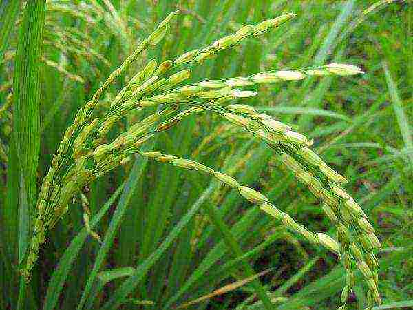 how to grow rice at home