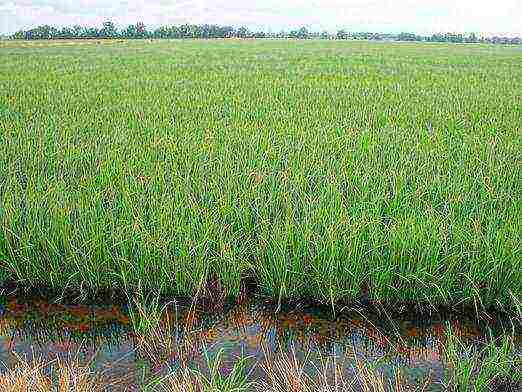 how to grow rice at home