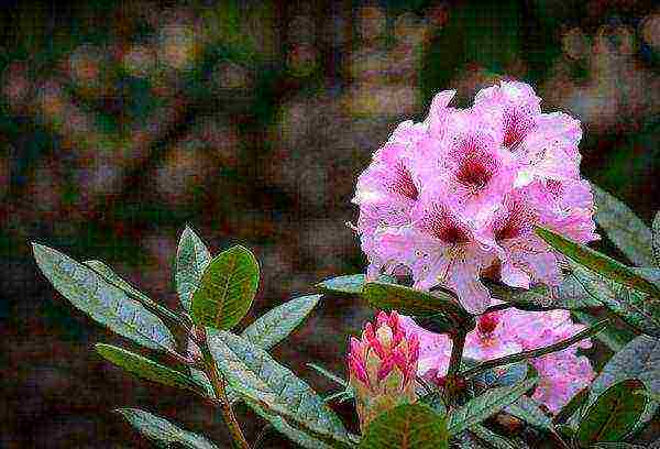 kung paano palaguin ang rhododendron sa bahay