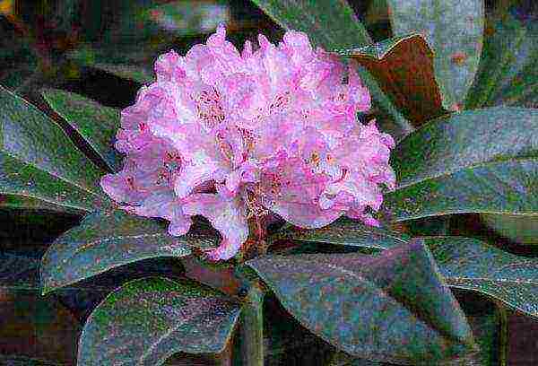 how to grow rhododendron at home