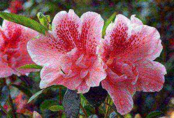 how to grow rhododendron at home