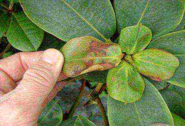 kung paano palaguin ang rhododendron sa bahay