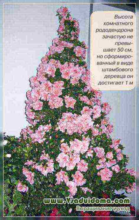 how to grow rhododendron at home