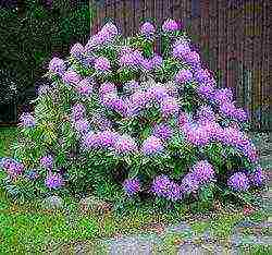 how to grow rhododendron in the leningrad region