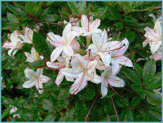 kung paano palaguin ang rhododendron sa rehiyon ng leningrad