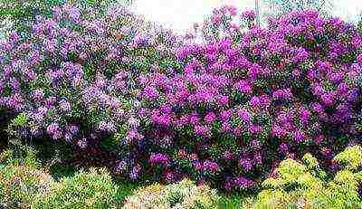 how to grow rhododendron in the leningrad region