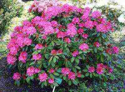how to grow rhododendron in the leningrad region