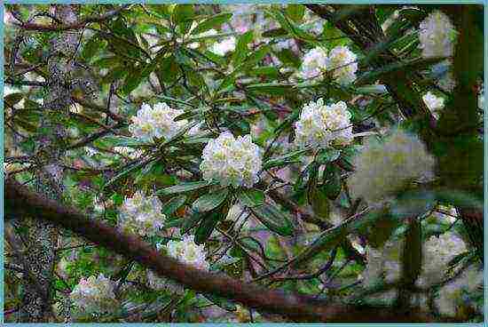 how to grow rhododendron in the leningrad region