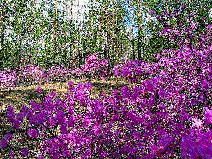 how to grow rhododendron in the leningrad region