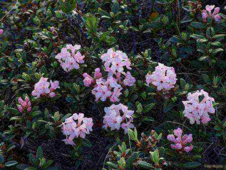 how to grow rhododendron in the leningrad region