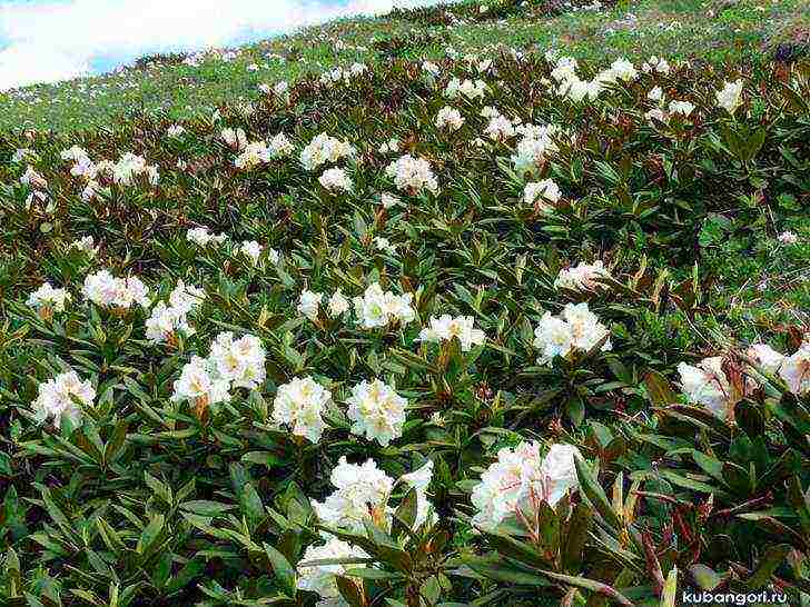 kung paano palaguin ang rhododendron sa rehiyon ng leningrad