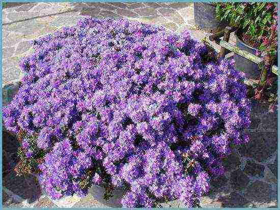 kung paano palaguin ang mga rhododendrons sa rehiyon ng leningrad