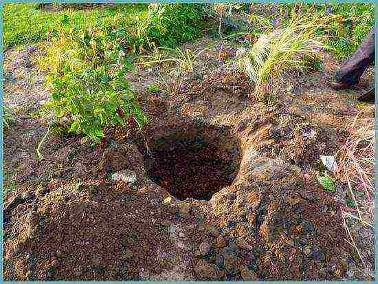 how to grow rhododendrons in the Leningrad region