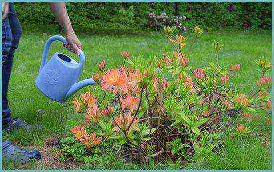 how to grow rhododendrons in the Leningrad region