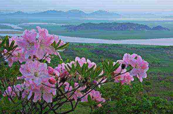 kung paano palaguin ang mga rhododendrons sa rehiyon ng leningrad