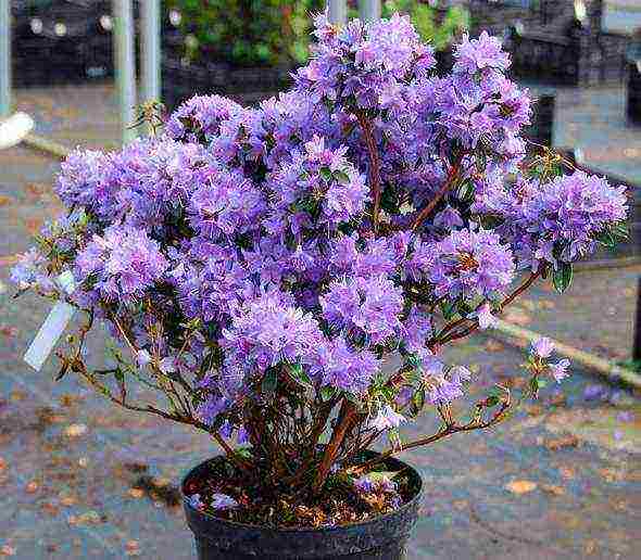 how to grow rhododendrons in the Leningrad region